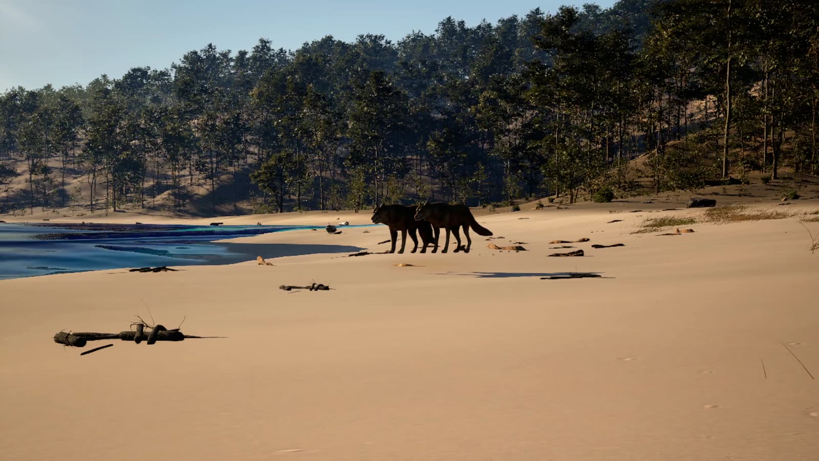 Not alone on the shore